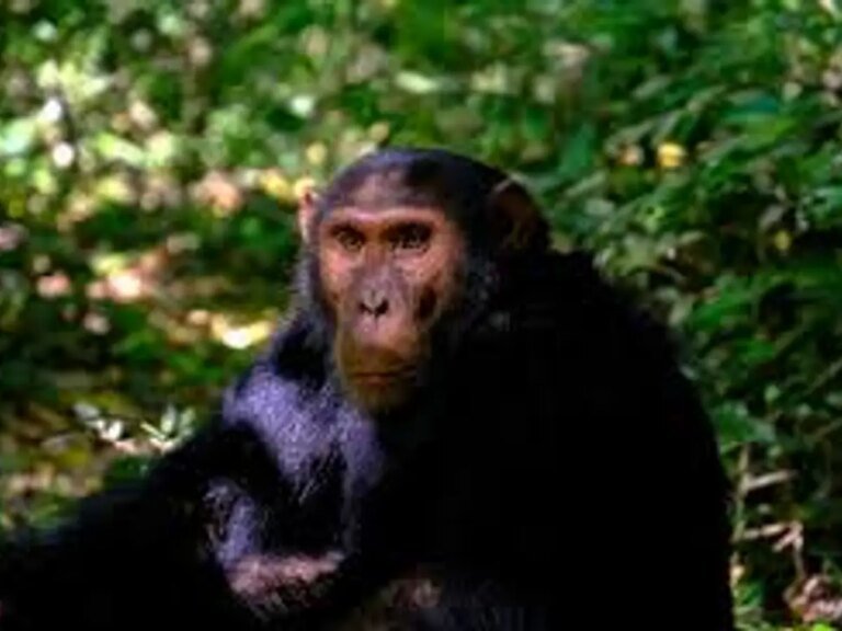 Are humans’ hybrids of aliens and chimps? Here’s why we struggle to explain our own existence