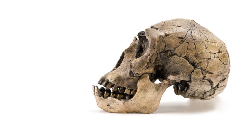 This Human-Neanderthal Hybrid Lived Long After His People Went Extinct