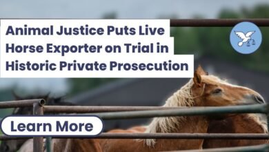 Live Horse Exporter to Settle Historic Private Prosecution