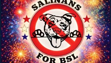 Salina, Kansas, rejects pit bull ban; pit bull breeder killed in Georgia