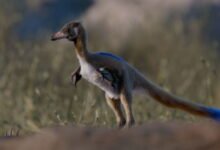 This Tiny Dinosaur Fossil May Offer a Missing Link That Explains the Spread of a Unique Class of Dinosaurs