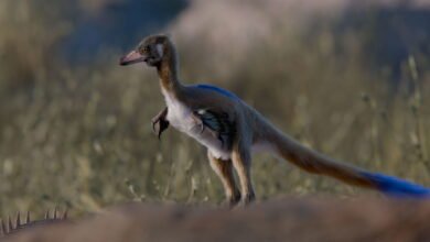This Tiny Dinosaur Fossil May Offer a Missing Link That Explains the Spread of a Unique Class of Dinosaurs